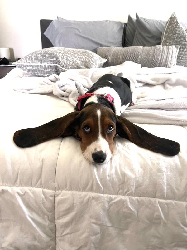 /Images/uploads/The Murphee and Sugar Angel Foundation/murpheeandsugar-pet-photo-contest-fundraiser/entries/27784thumb.jpg